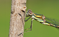 Common spreadwing (female, Lestes sponsa)